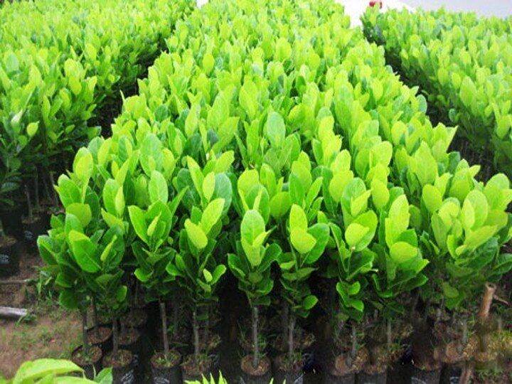 CÂY GIỐNG MÍT THÁI RUỘT ĐỎ SƠ ĐỎ SIÊU SỚM