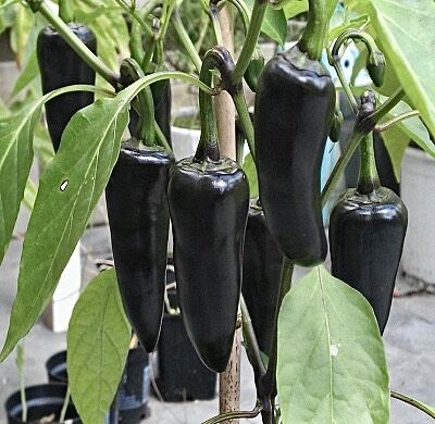 Cây giống ớt Black siêu cay đen cây con làm giống 1 cây