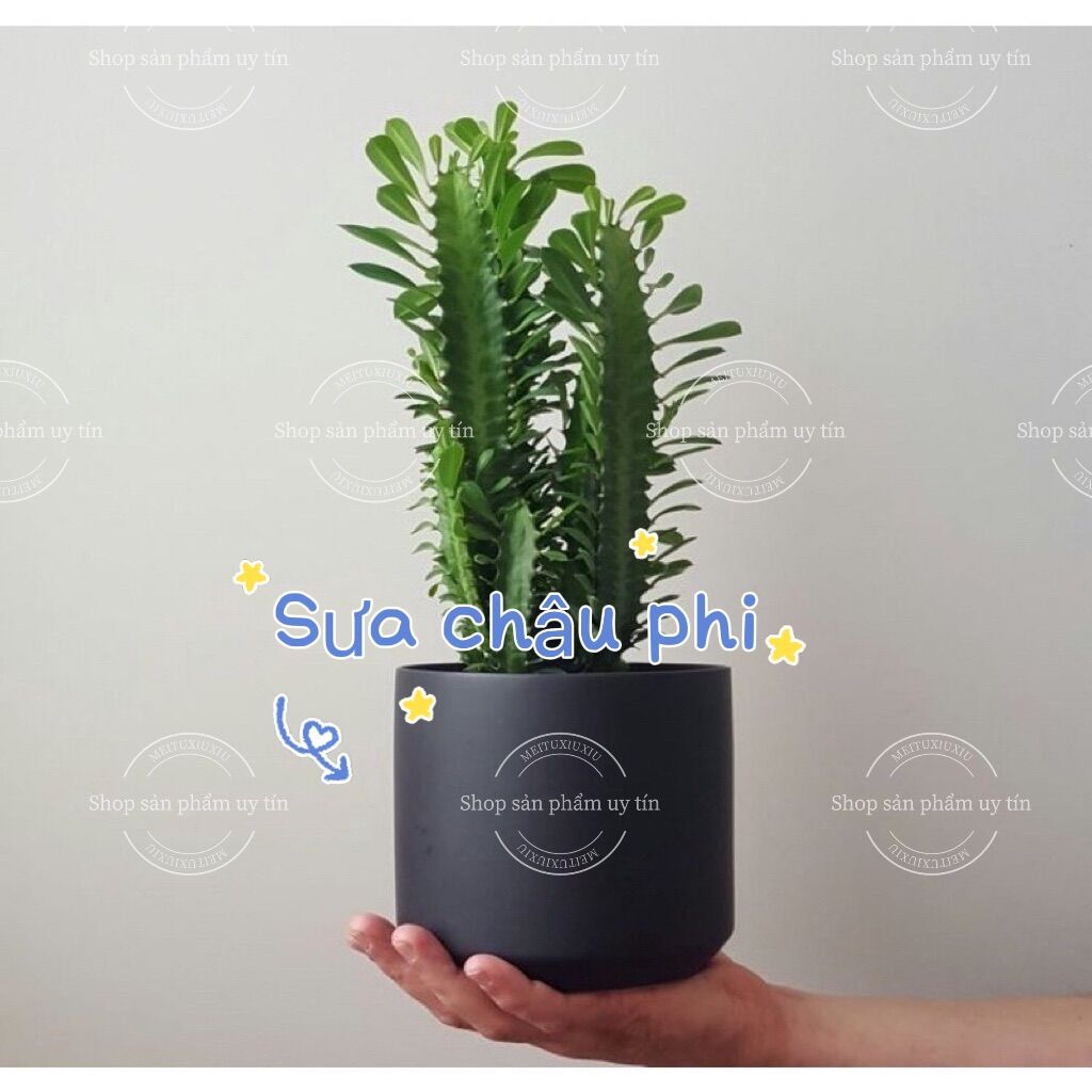 Xương rồng trang trí