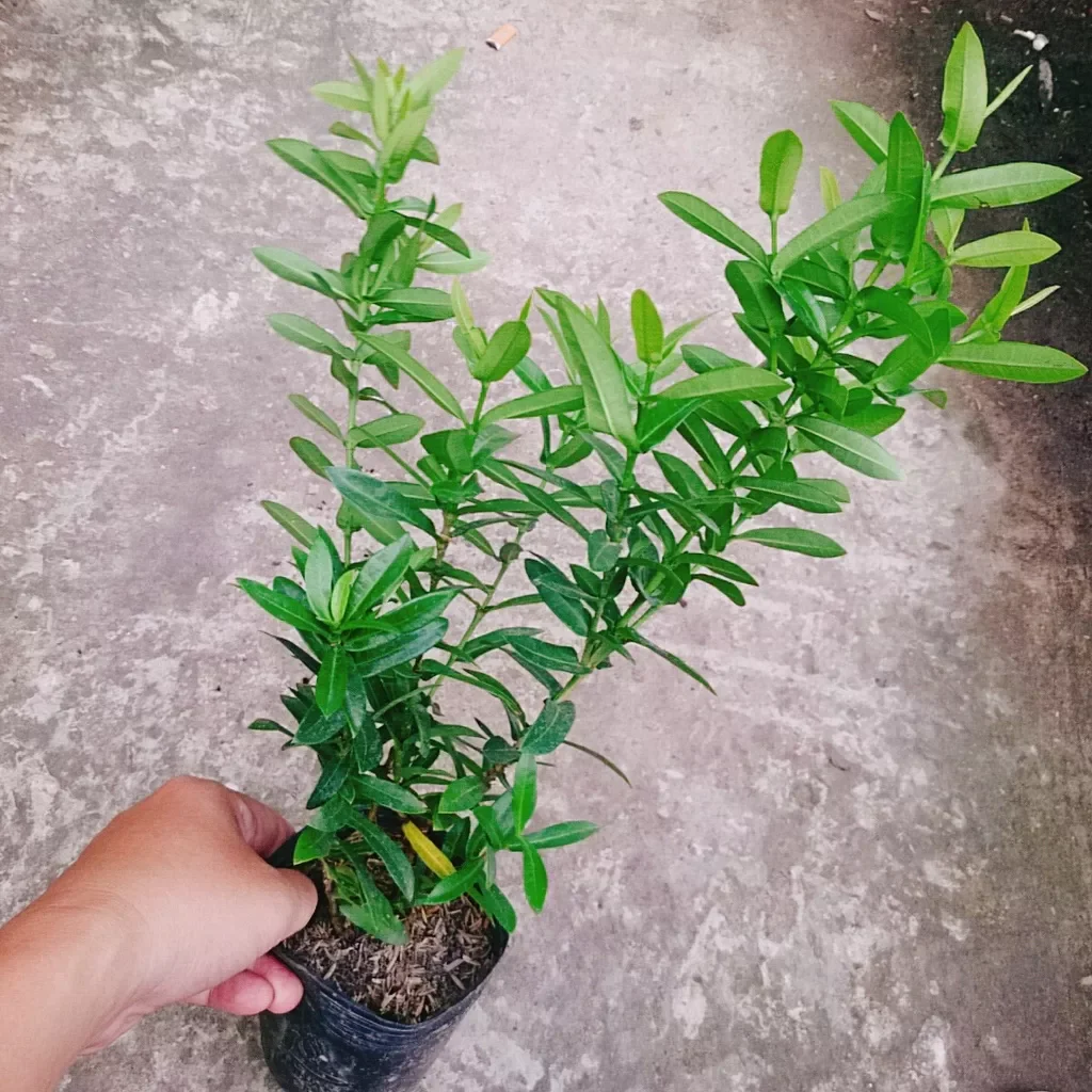 Cây hoa mẫu đơn ngũ sắc