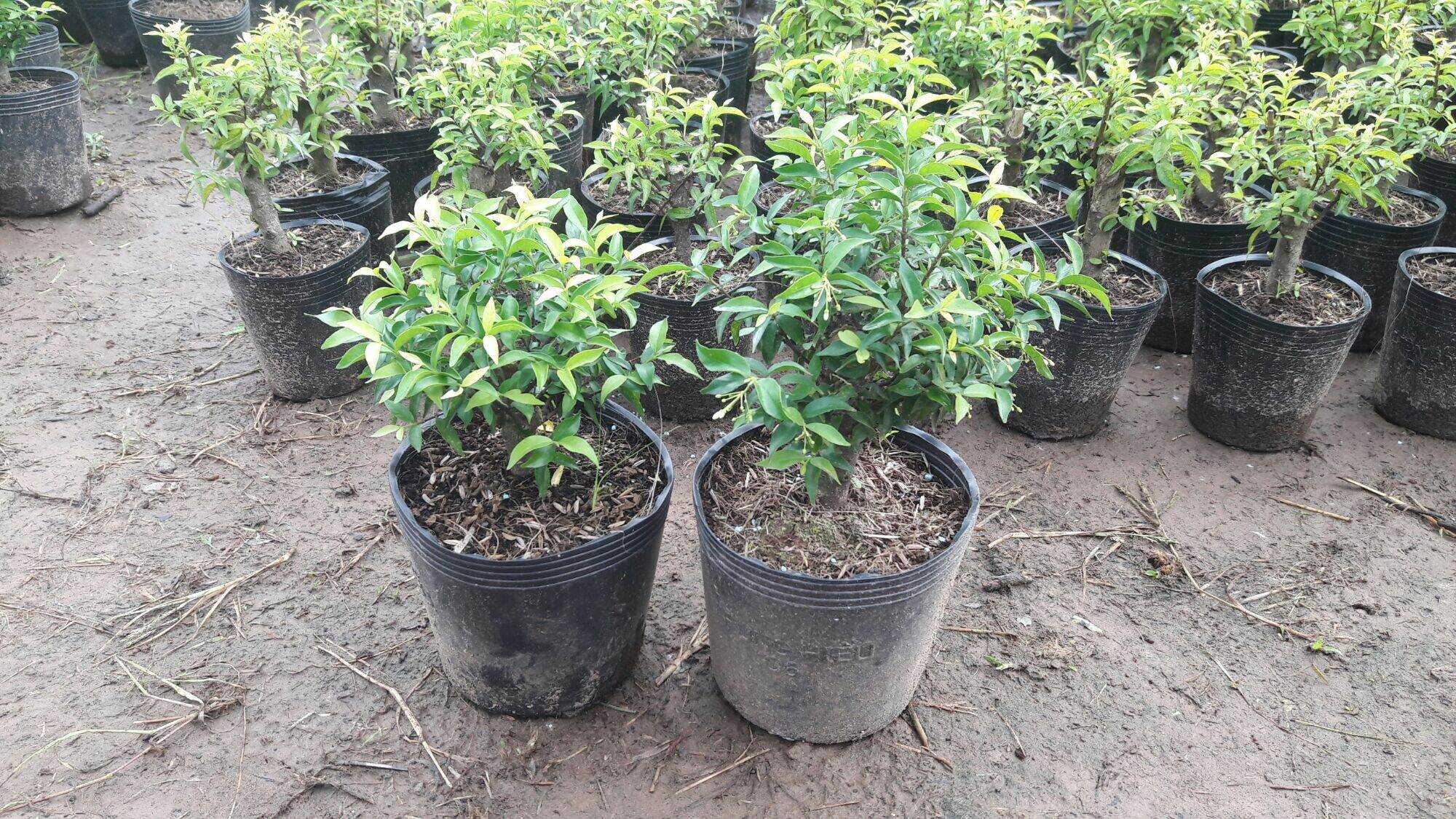 Mai chiếu thủy lá trung mini