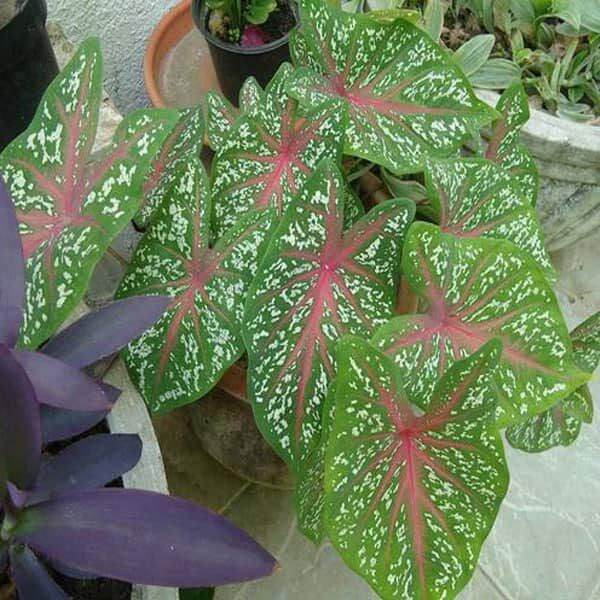 Cây môn đốm trắng viền hồng, caladium color