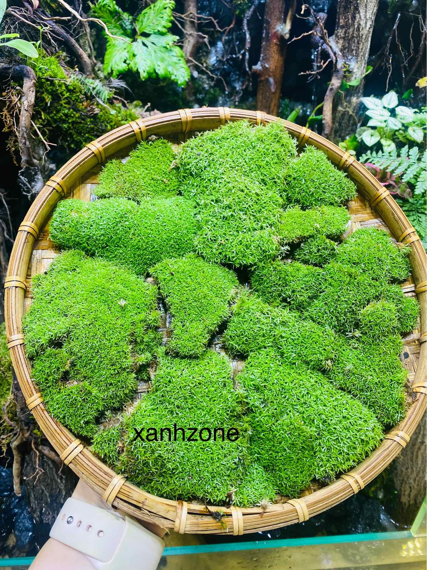 Rêu cỏ, rêu trồng terrarium, rêu siêu bền, đắp nền, tường rêu