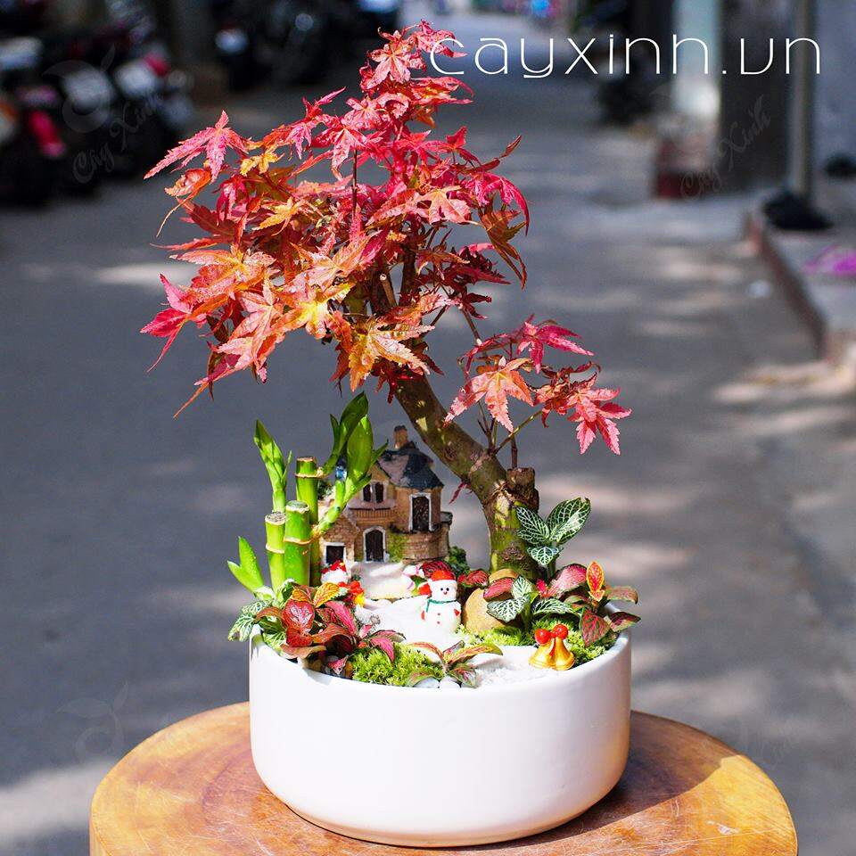 Phong lá đỏ mai mắn