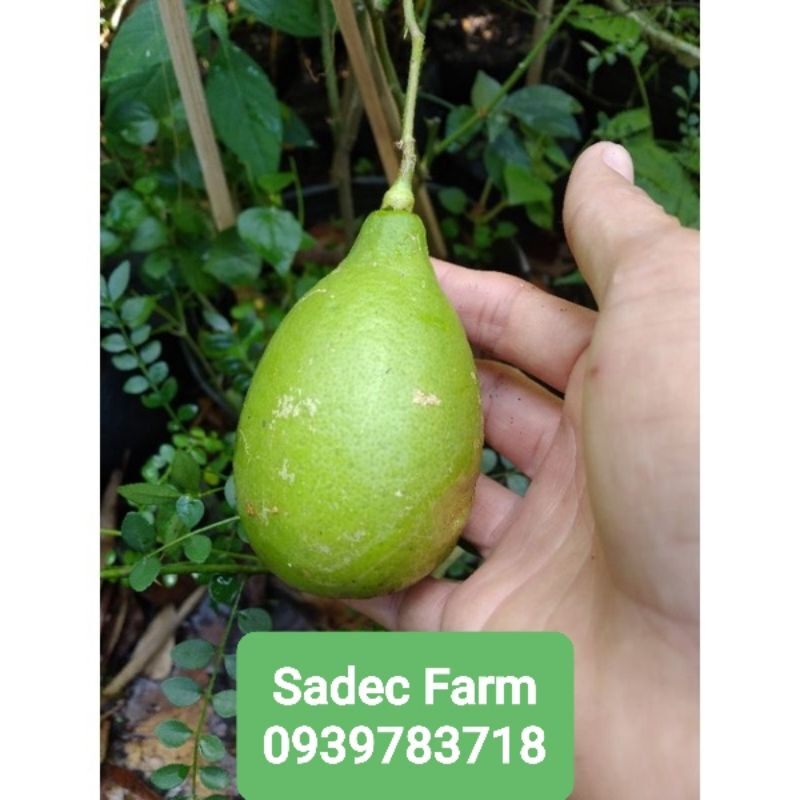 Chanh Mỹ trái dài không hạt(cây giống chiết cành,cây nguyên bản)
