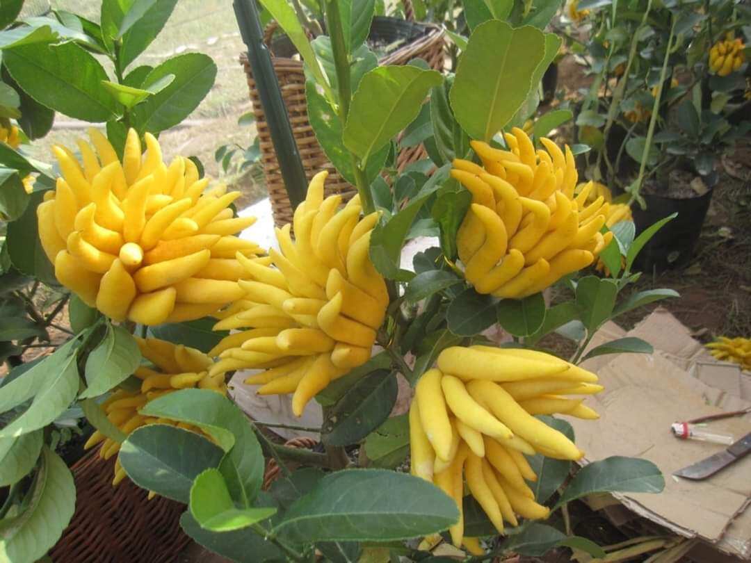 CÂY GIỐNG PHẬT THỦ SIÊU SỚM