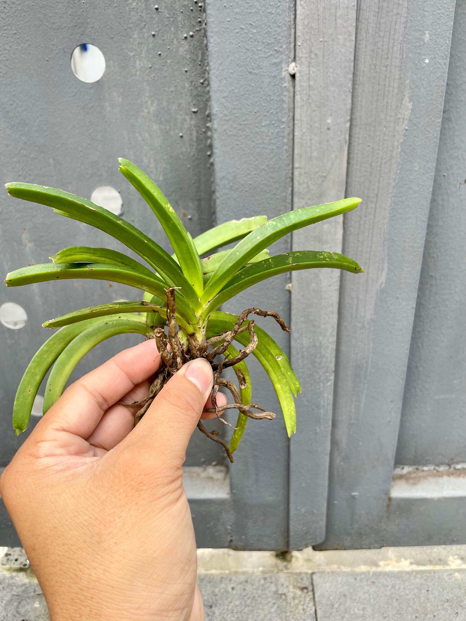 Combo 3 cây lan rừng hải yến (dễ trồng, hoa thơm)