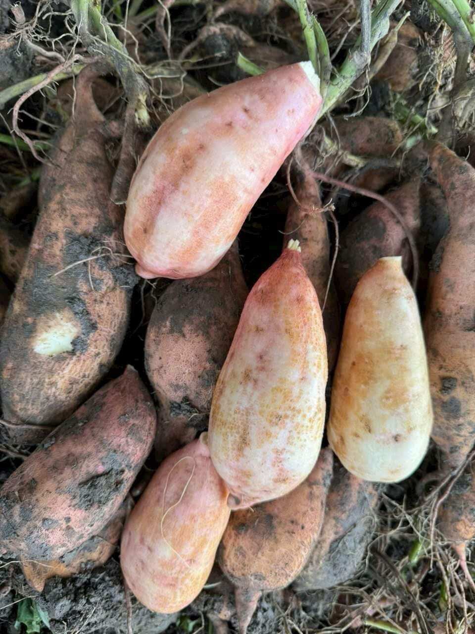 Khoai lang sữa ú nu mới nhổ-1Kg