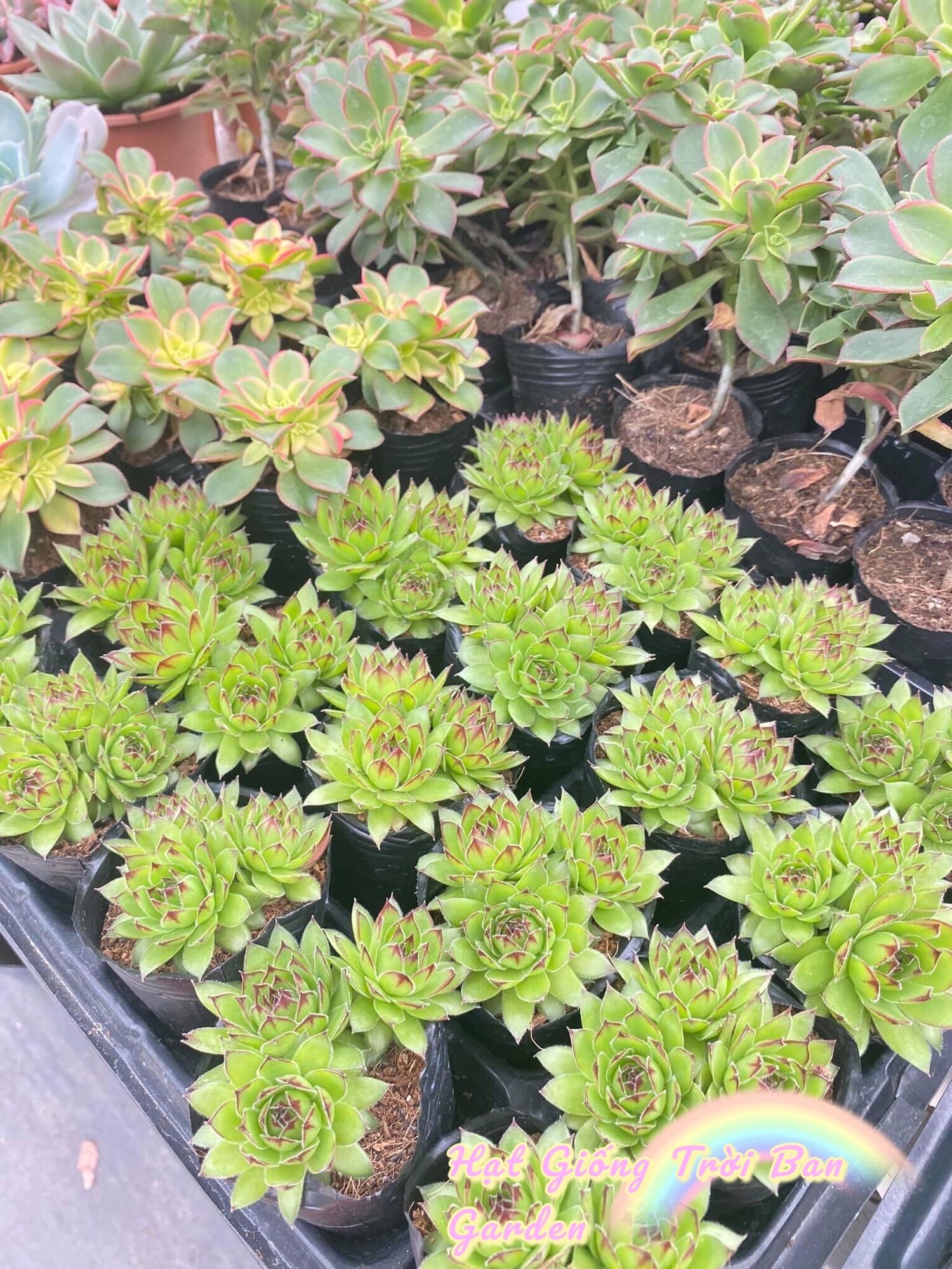 SEN ĐÁ PHẬT BÀ (ĐÀ LẠT) SIZE 5-9cm - Lỗi 1 đổi 1