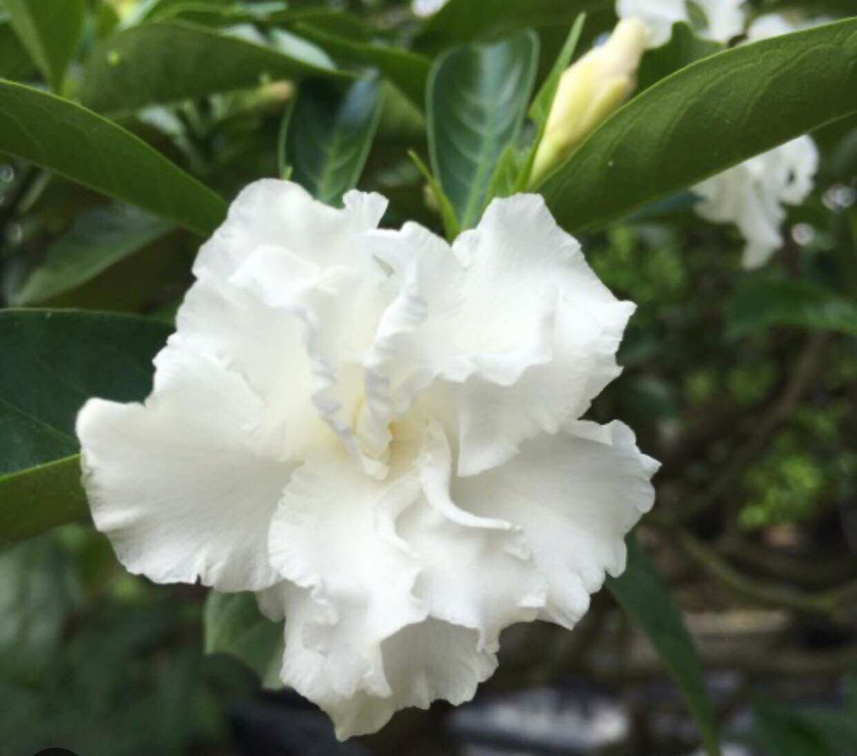 Cây hoa Ngọc bút- nhài Tây-cánh kép
