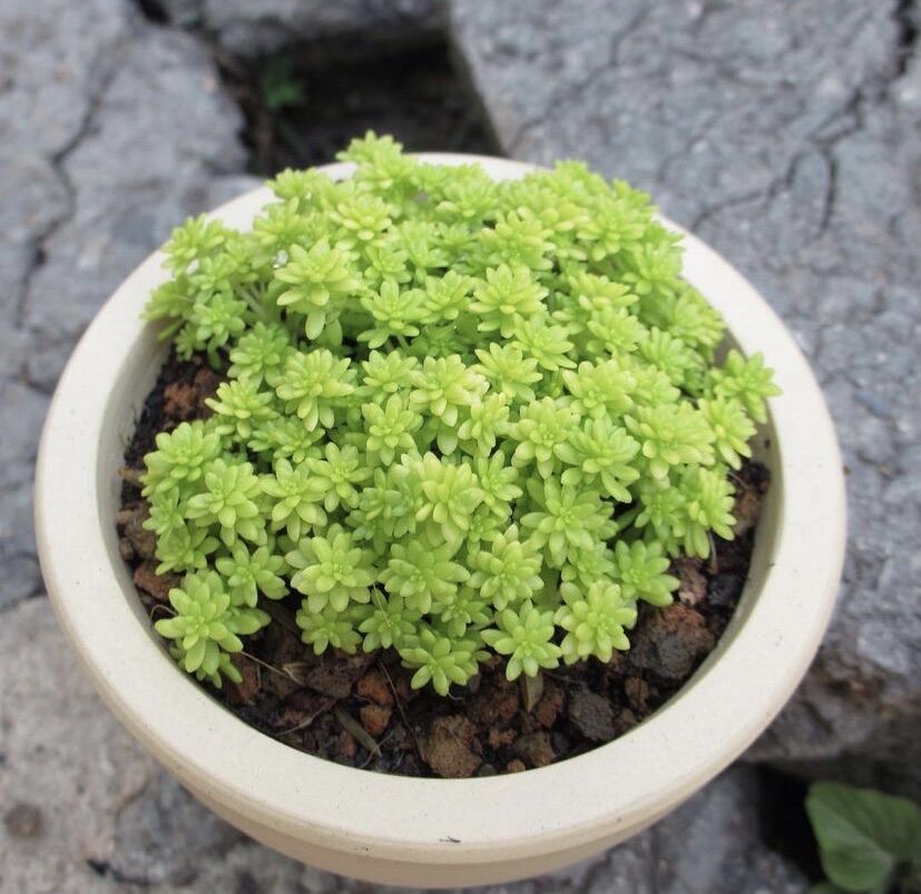 Sen đá sedum vàng, sen đá phát quang màu vàng, size nhỏ