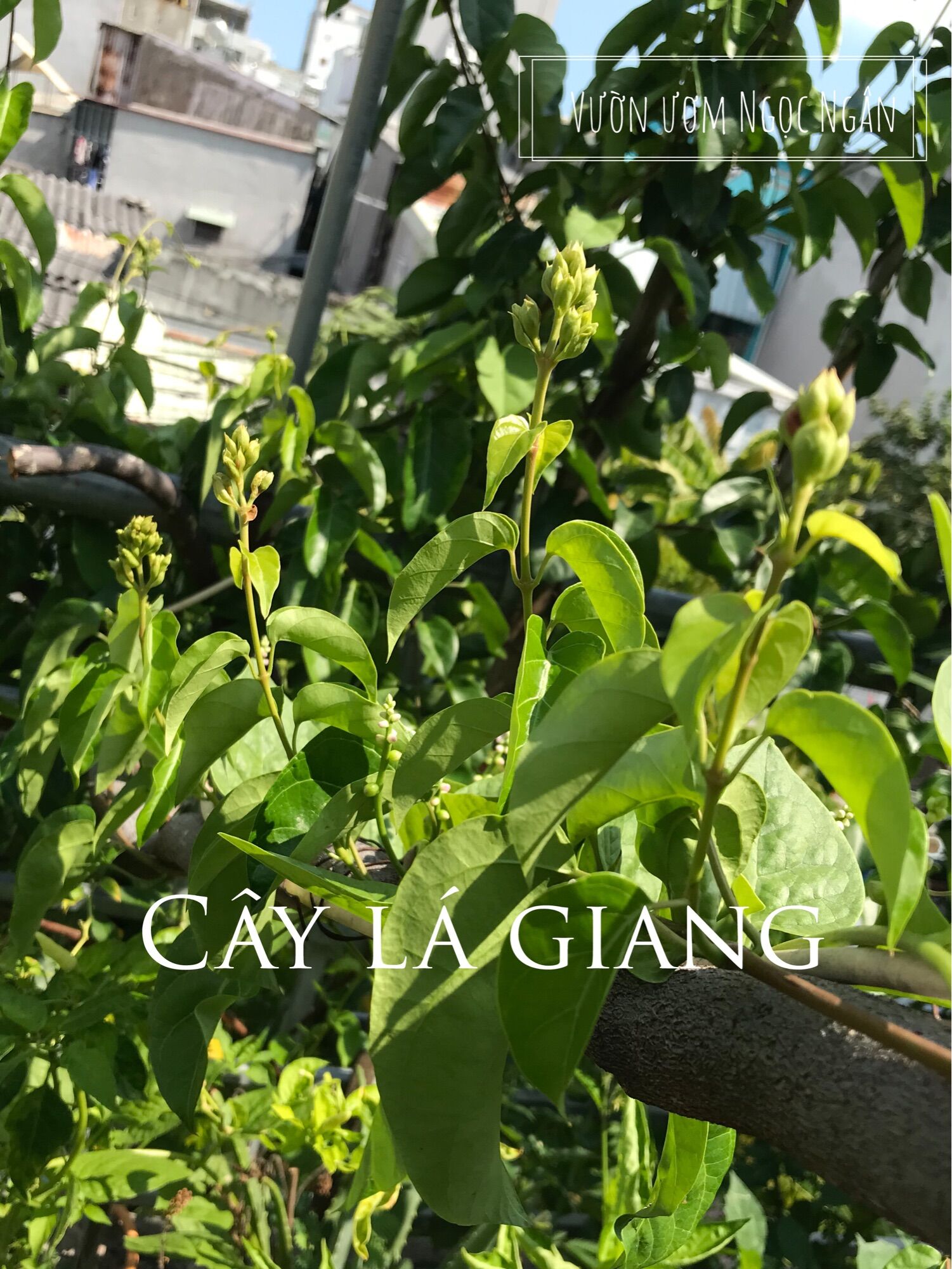 Cây giống lá giang