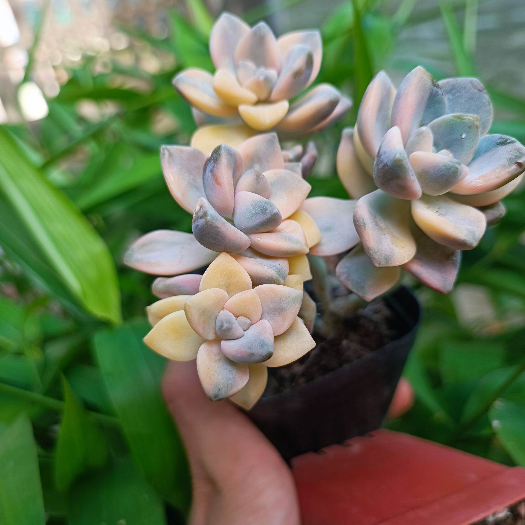 Sale 60%-Sen Đá Var đột biến
