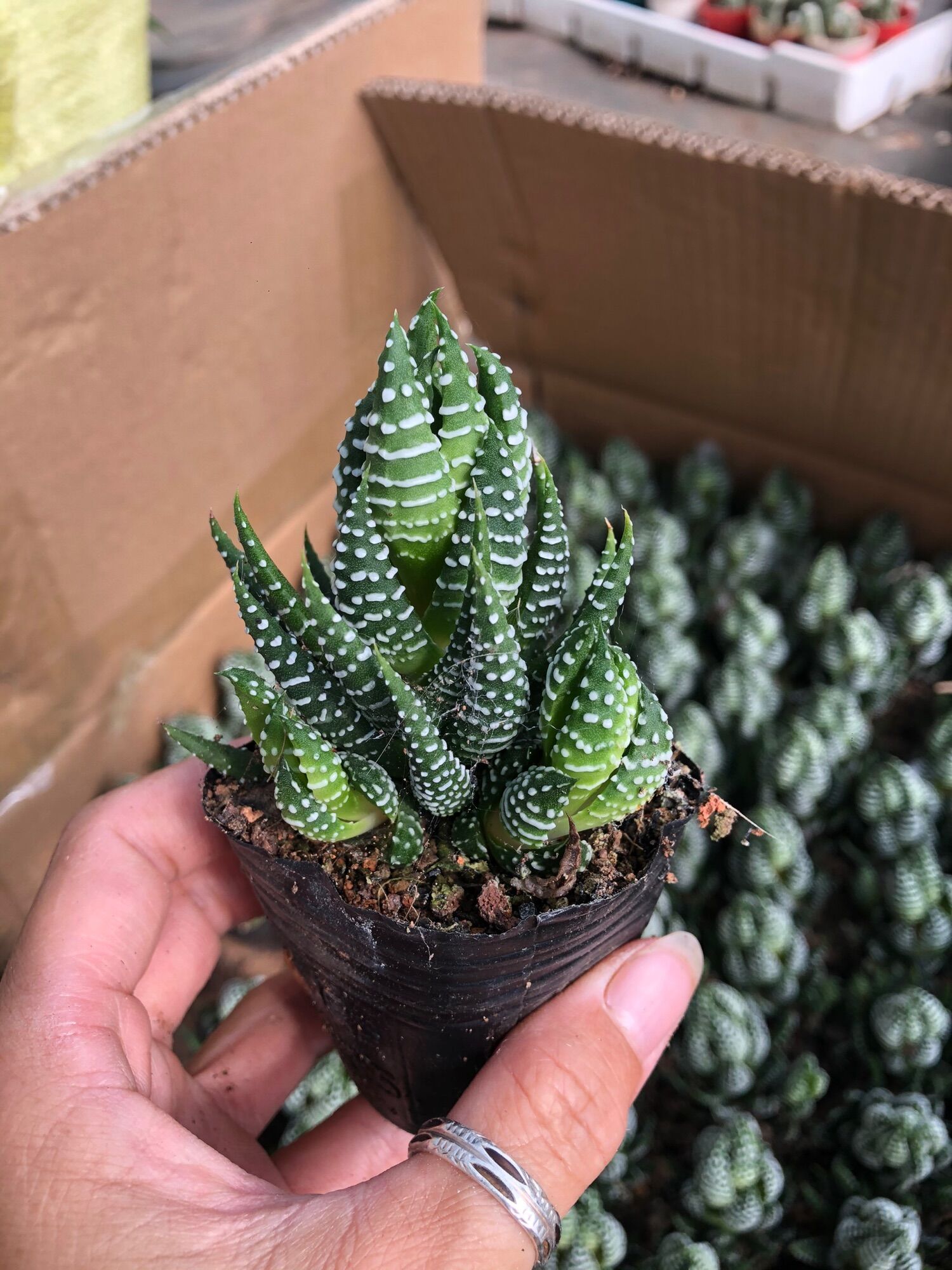 Sen đá móng rồg cúp