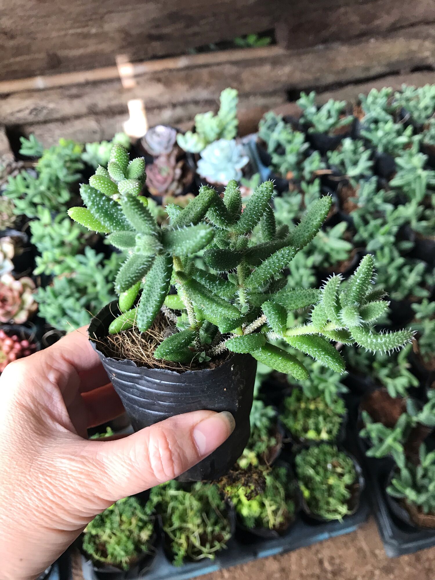 Sen đá mặt nạ cute size bầu