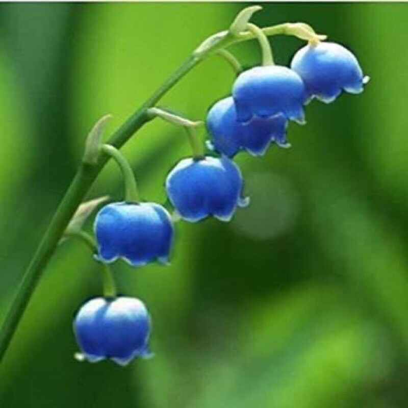 CHUẨN HOA 🌹 TẾT 🌸Hạt giống hoa #Linh #Lan ( hoa Lan Chuông )(1 gói 100 hạt)