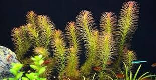 Luân thảo đỏ thuỷ sinh - 5 cọng