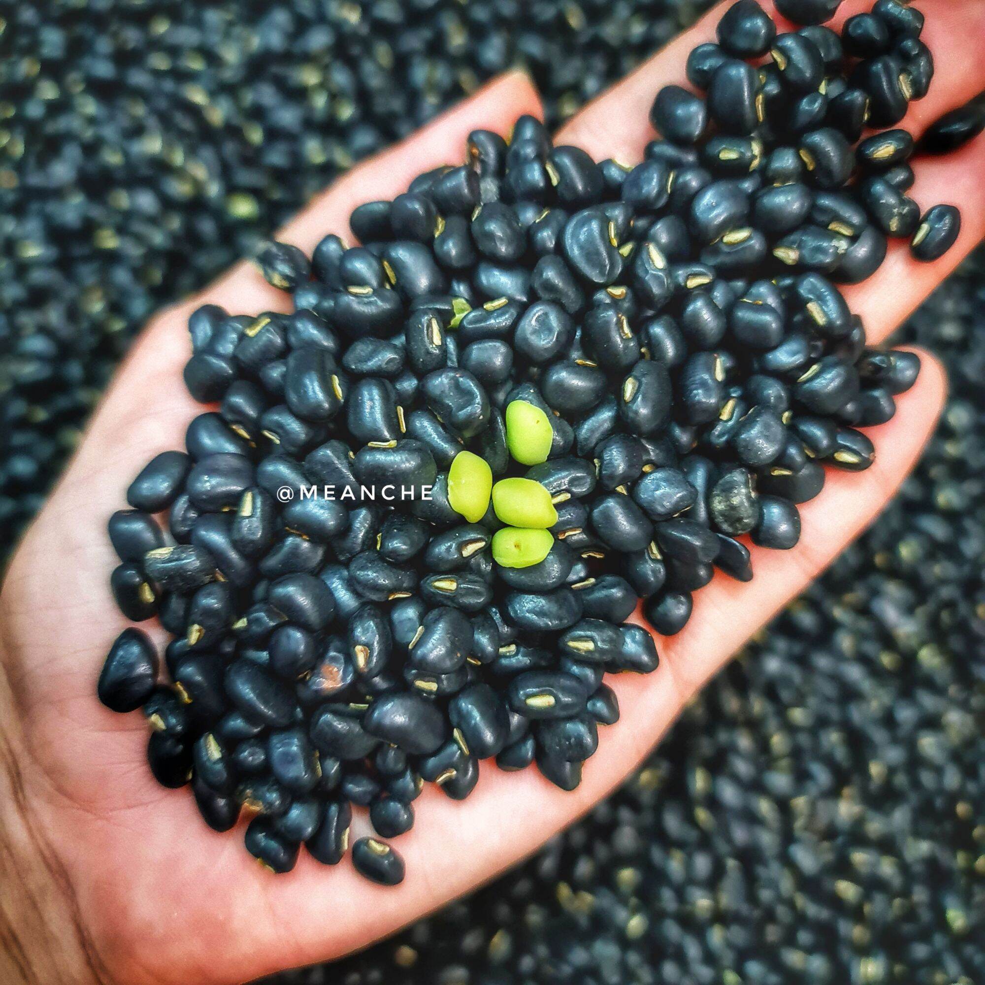 1KG / 500GR ĐẬU ĐEN XANH LÒNG THUẦN CHỦNG - CHƯA RANG (chọn phân loại khối lượng)