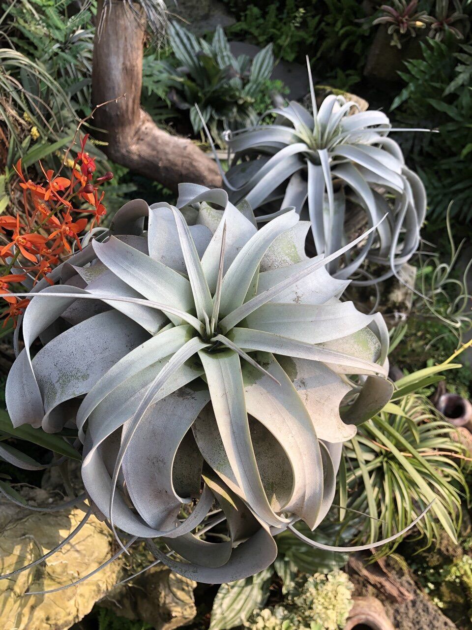 Cây không khí xerographica