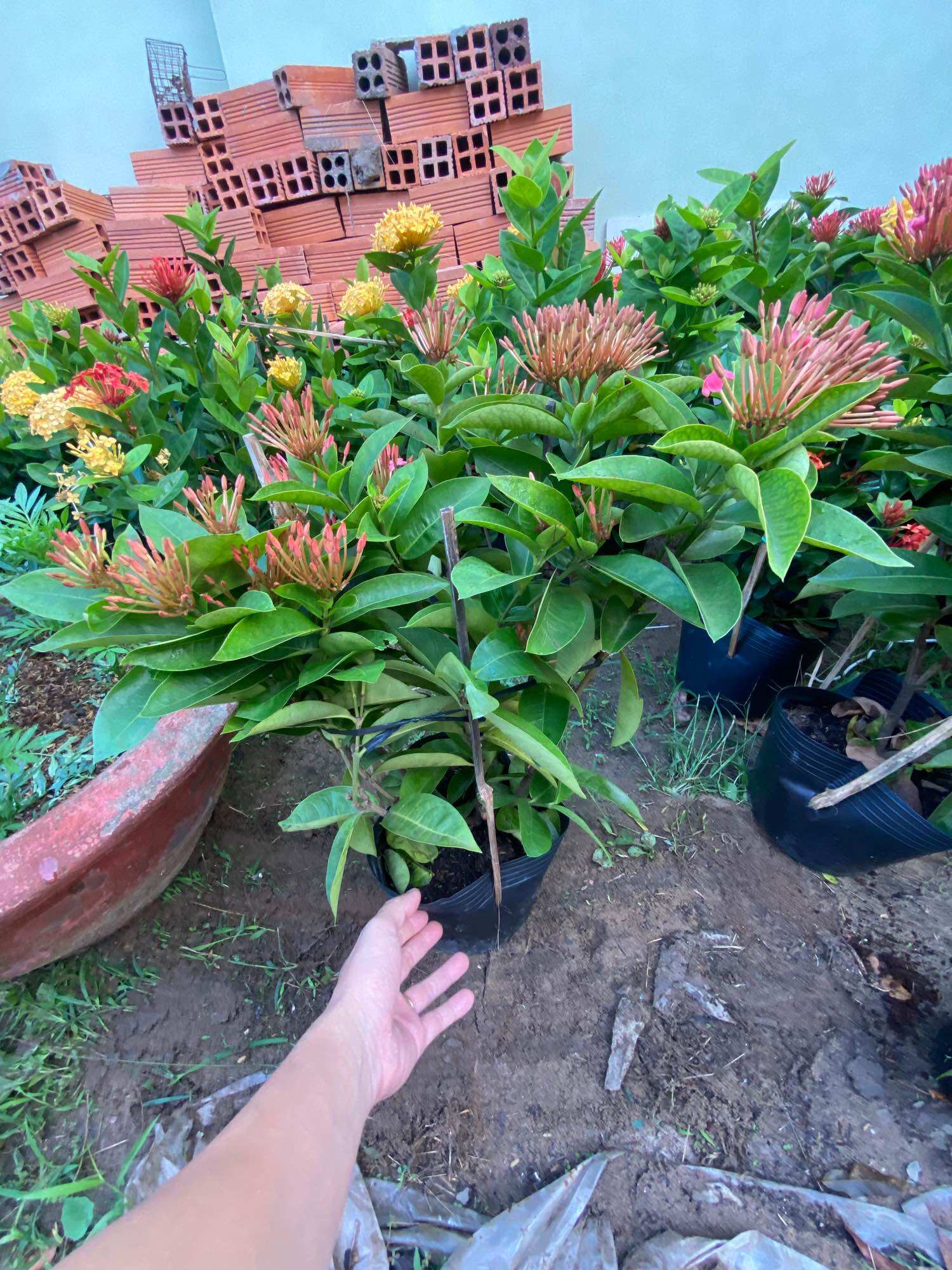 Cây Trang Mỹ hồng