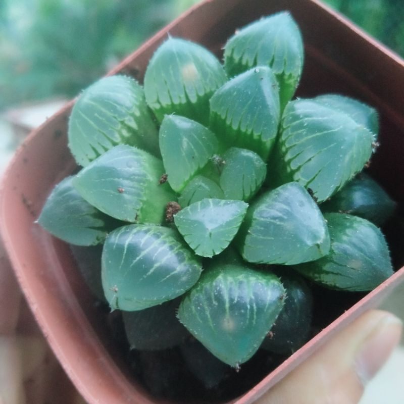 Sale 48% -Sen đá Haworthia guốc ngọc