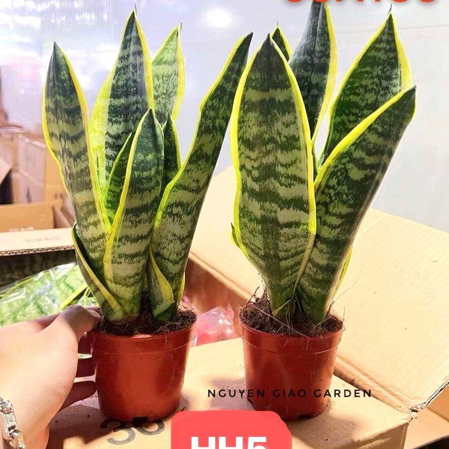 Cây lưỡi hổ viền vàng dễ chăm sóc, lọc không khí