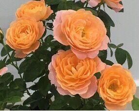 Hoa hồng ngoại size lớn lục giác tezza cam rose