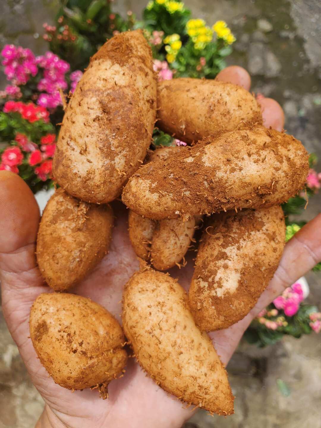 2Kg Củ LÙN Size trung chưa luộc bột ngon ngọt