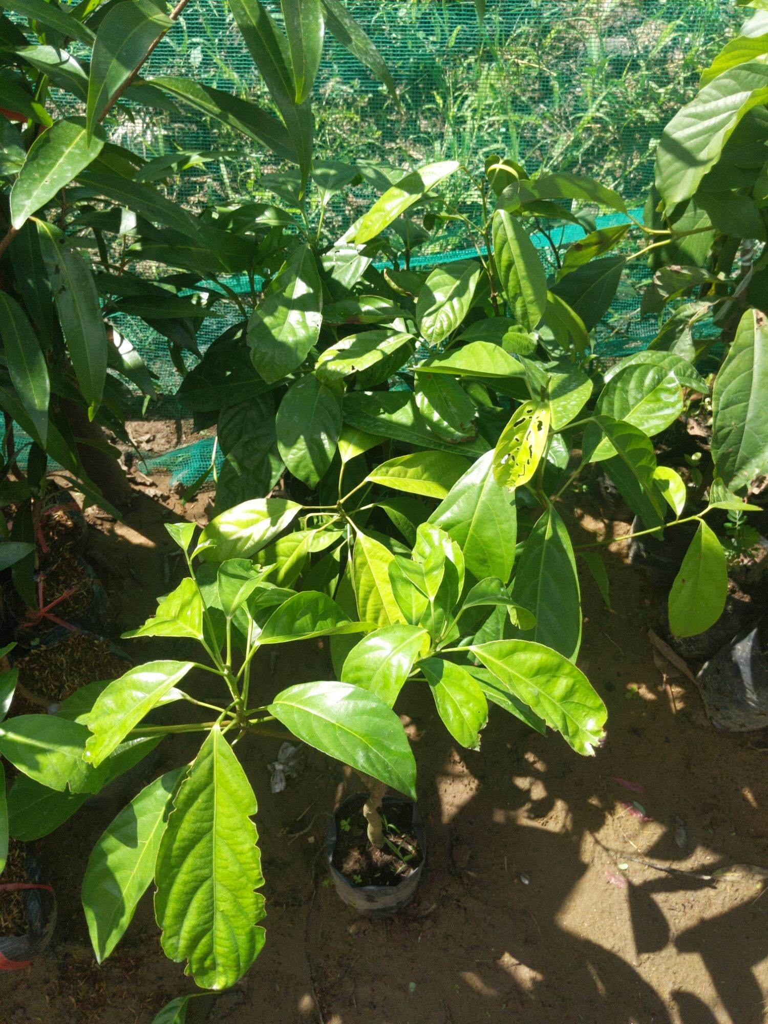 Cây giống dâu xanh Gia Bảo