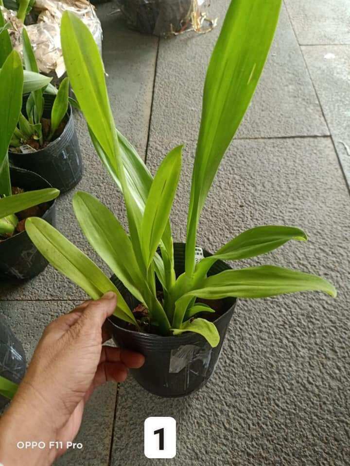 Vũ nữ năm mới cam nhú vòi hoa