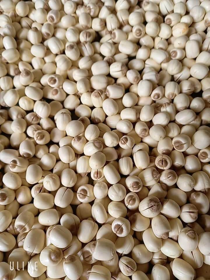 Hạt sen khô Huế (100gr)