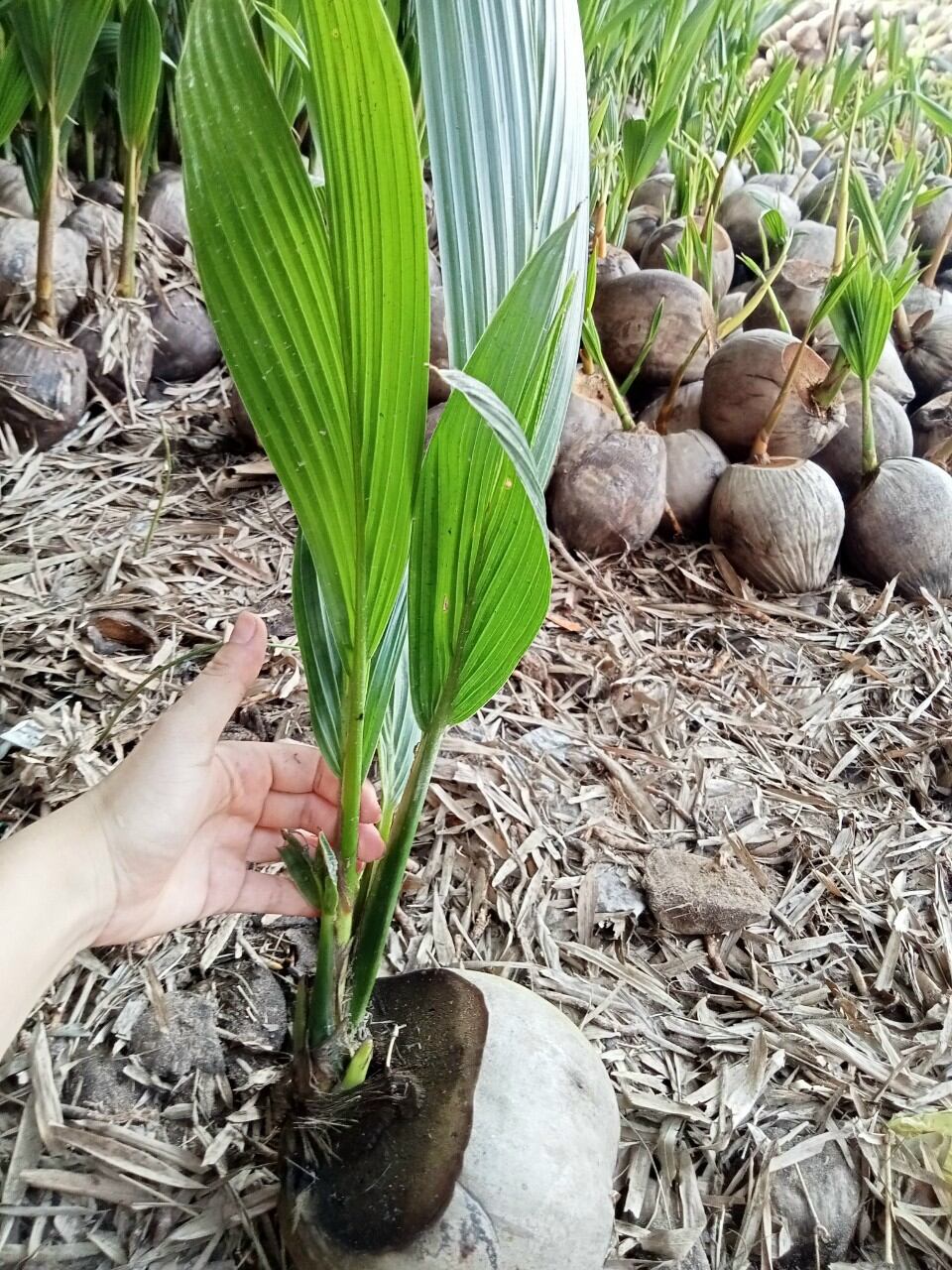 Dừa 2 mọng bon sai