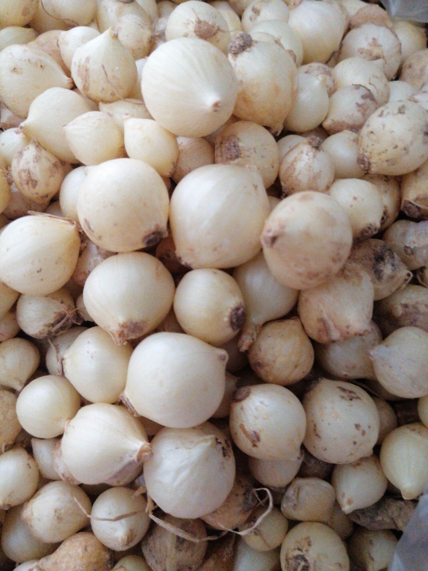 1kg Hành tăm củ to loại 1 đặc sản Quảng Trị , thơm ngon giống hình shop chụp