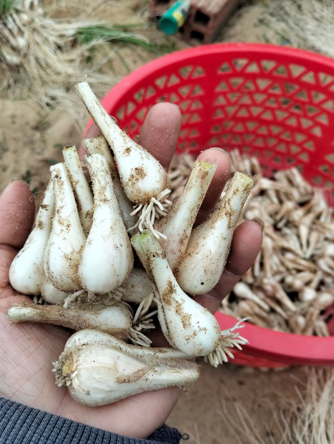 1kg củ kiệu huế tươi . hàng chuẩn