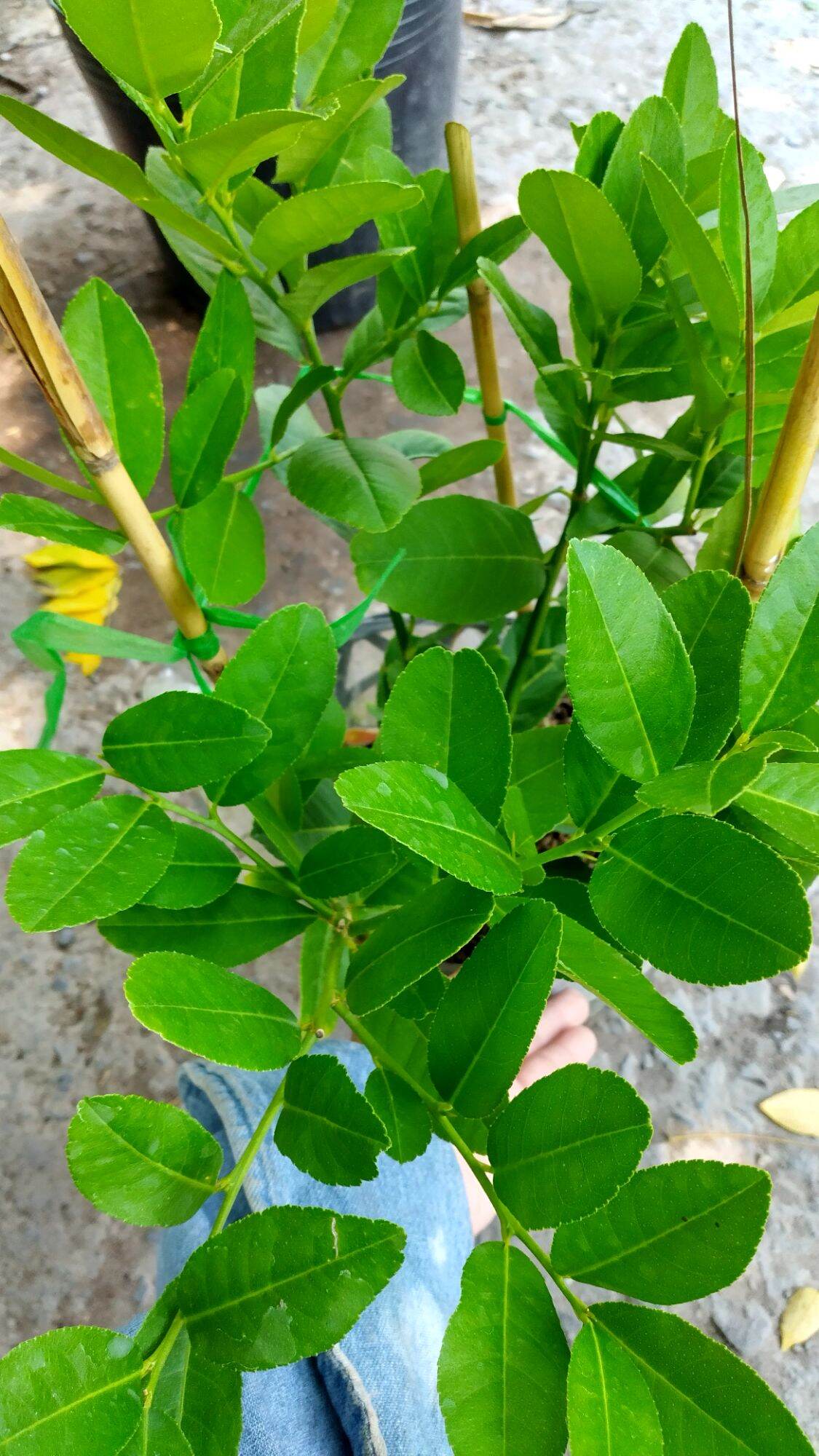 Cây Chanh vàng mỹ Eureka, Chanh Tây