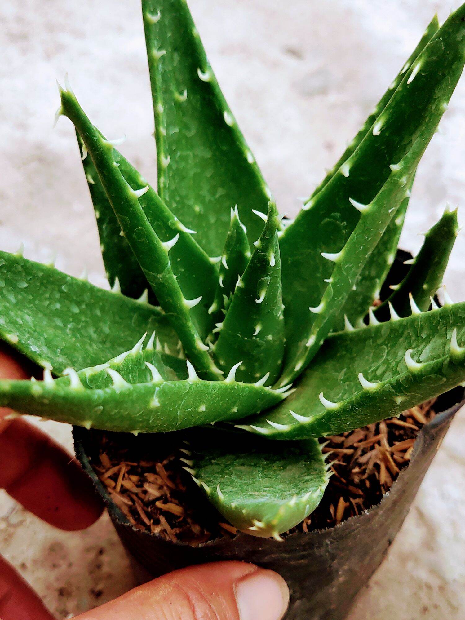 Cây Aloe Cá Mập