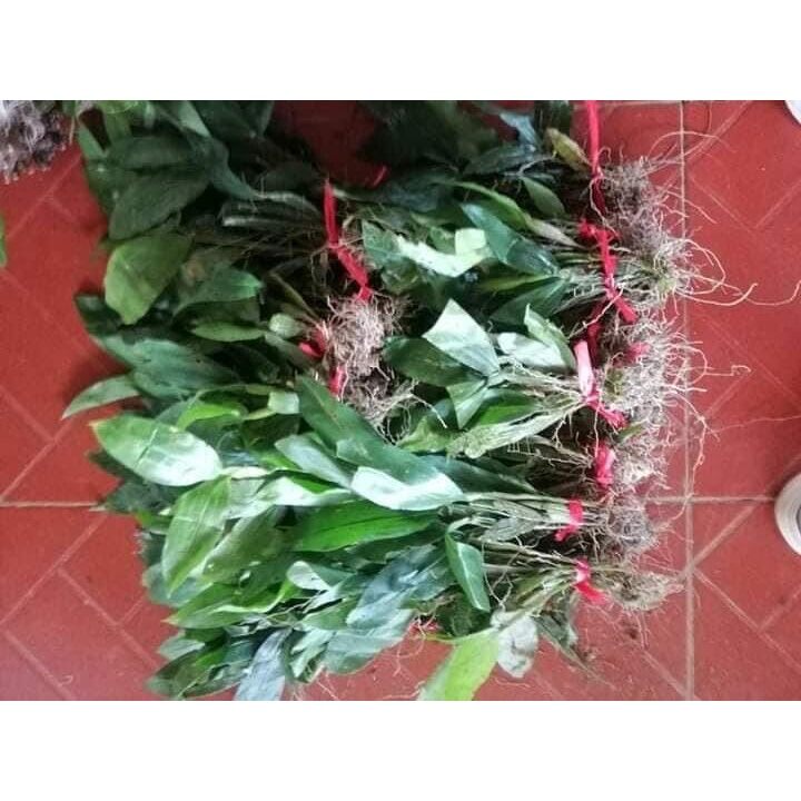 hoa lan kiều dẹt(bó 10 thân)