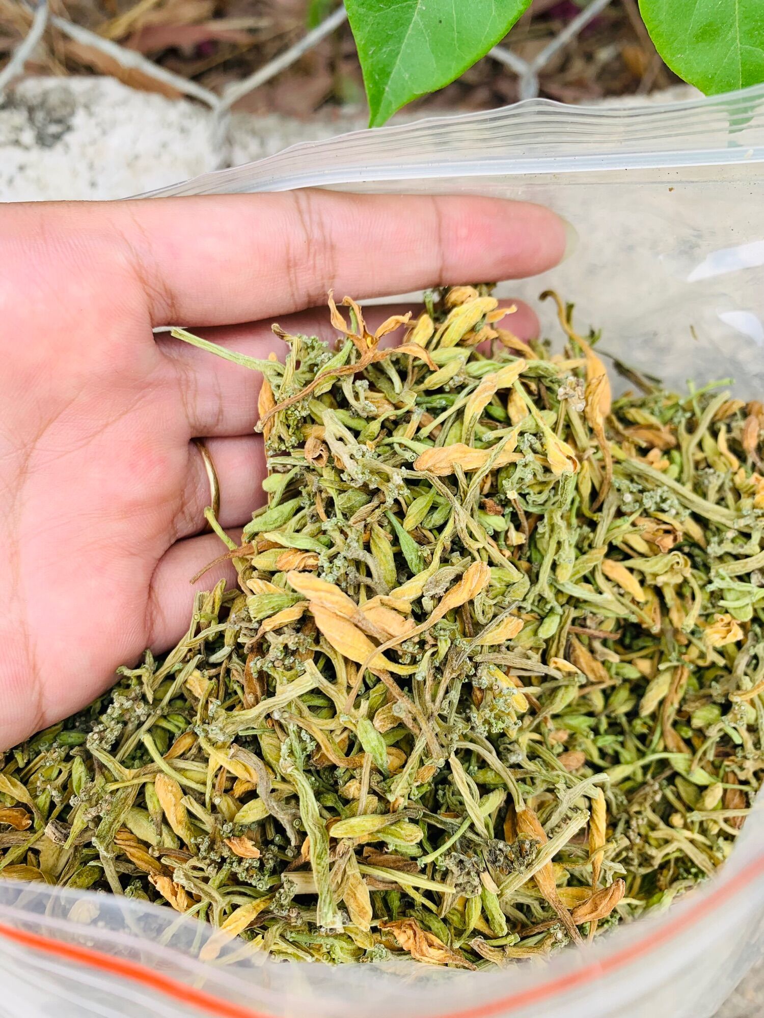 Hoa đu đủ sấy khô 100g-500g-1kg