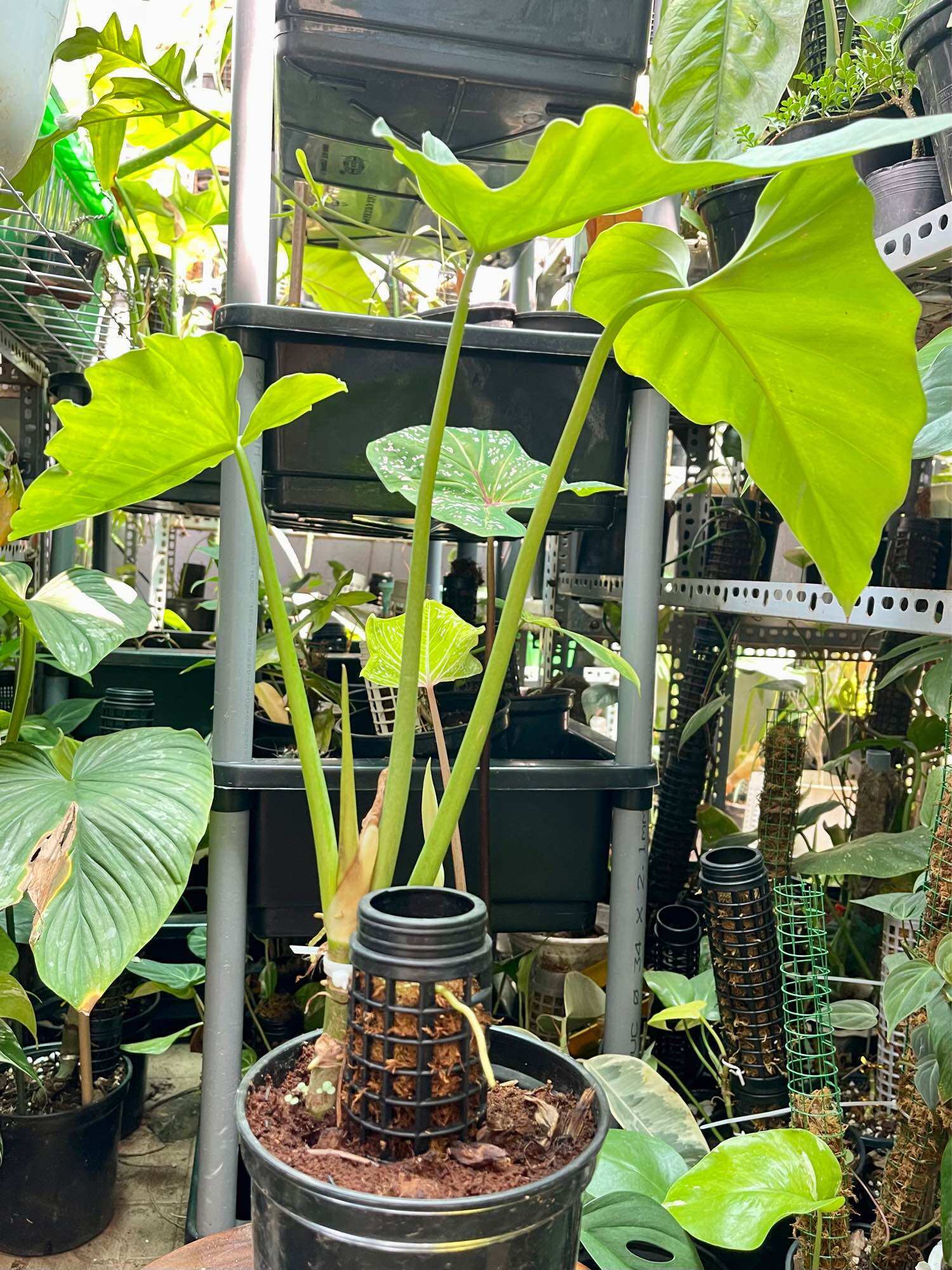 Trầu bà subin cây nguyên chậu