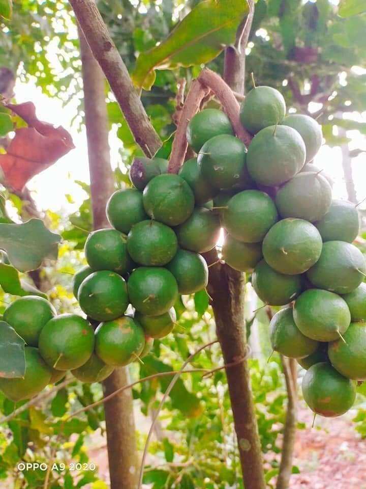 Túi 500g macca Đăk Nông - mắc ca sấy nứt vỏ