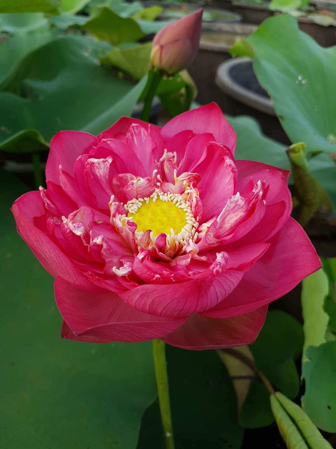 củ sen đỏ huyết