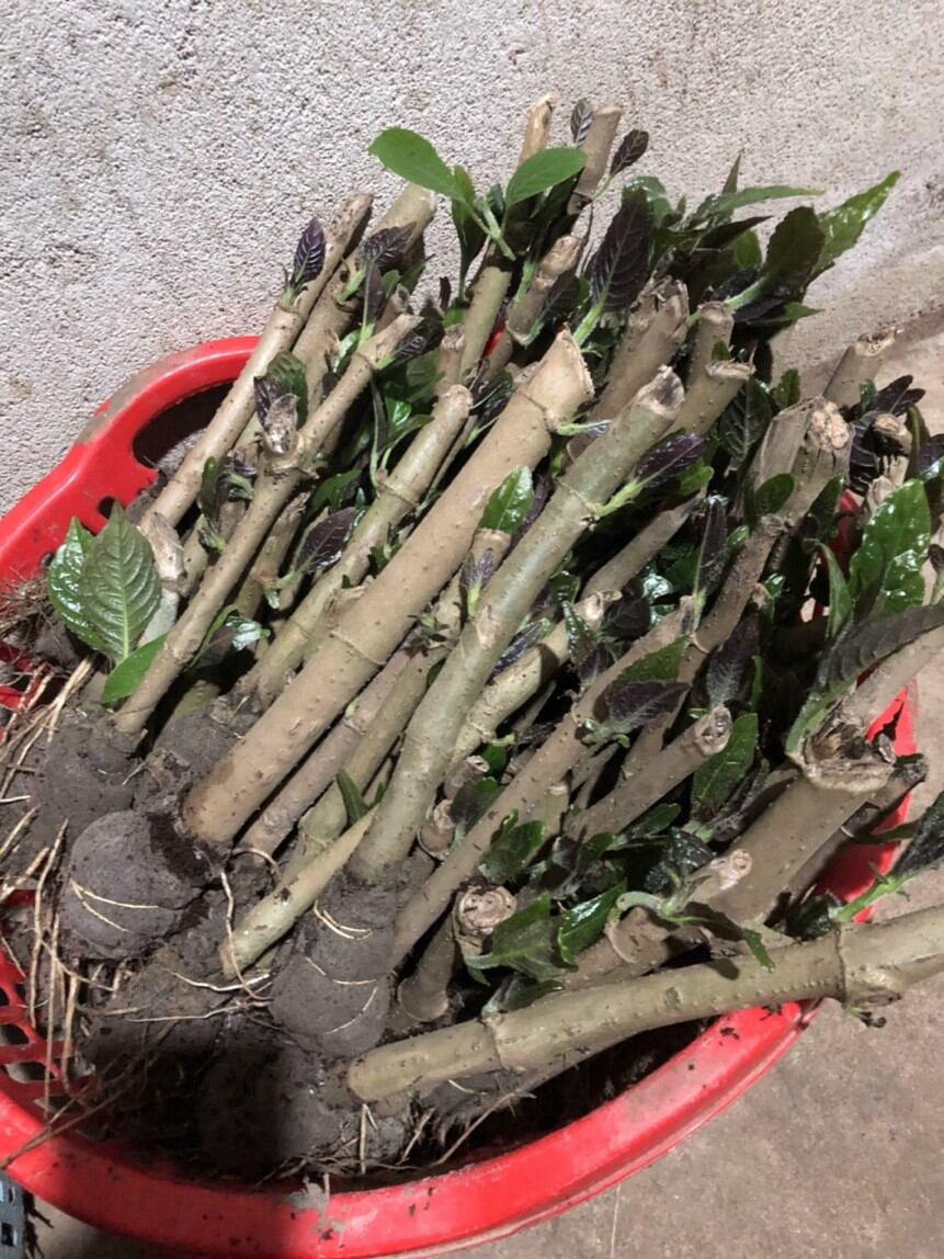 CHÈ KHỔNG LỒ HAY GỌI LÀ CHÈ ĐẠI ( ĐƠN 10 BẦU)