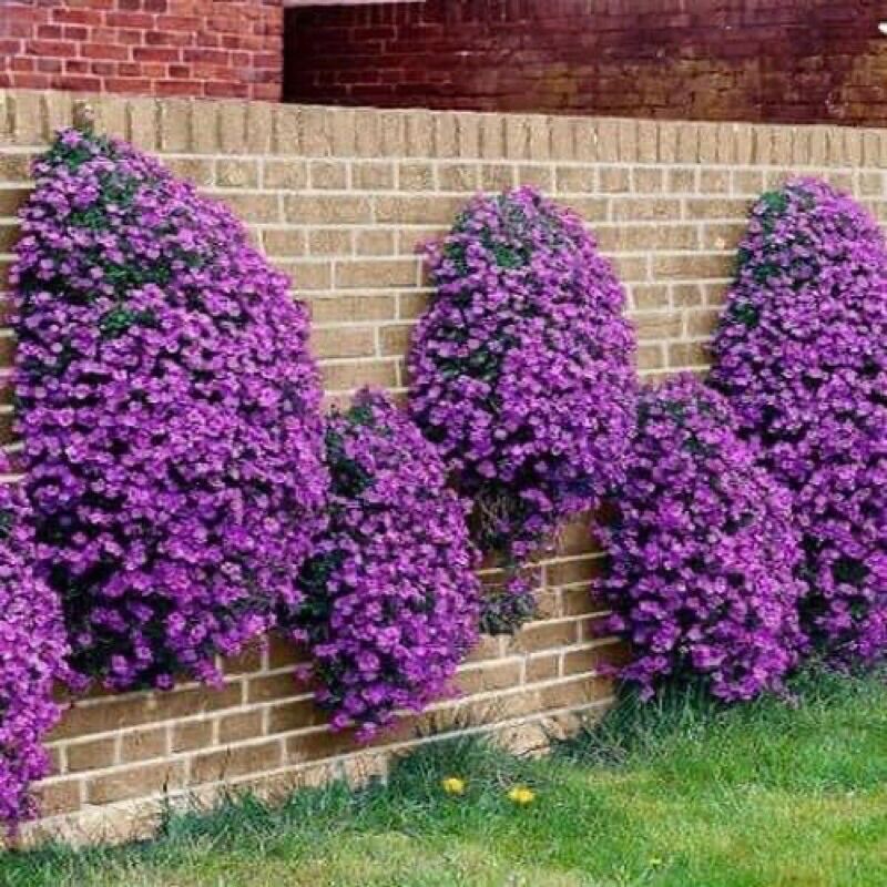 CHUẨN HOA 🌹 TẾT 🌸 Hạt Hoa Leo Đá đủ màu(1 gói 100 hạt)