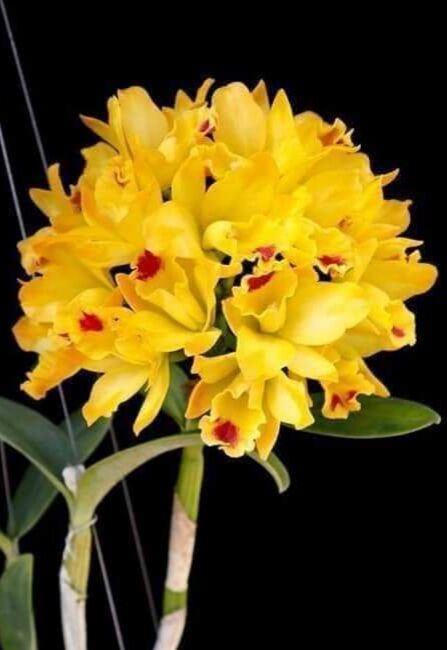 Cattleya Tú cầu vàng chậu nhiều thân có nụ hoặc gần cho hoa.