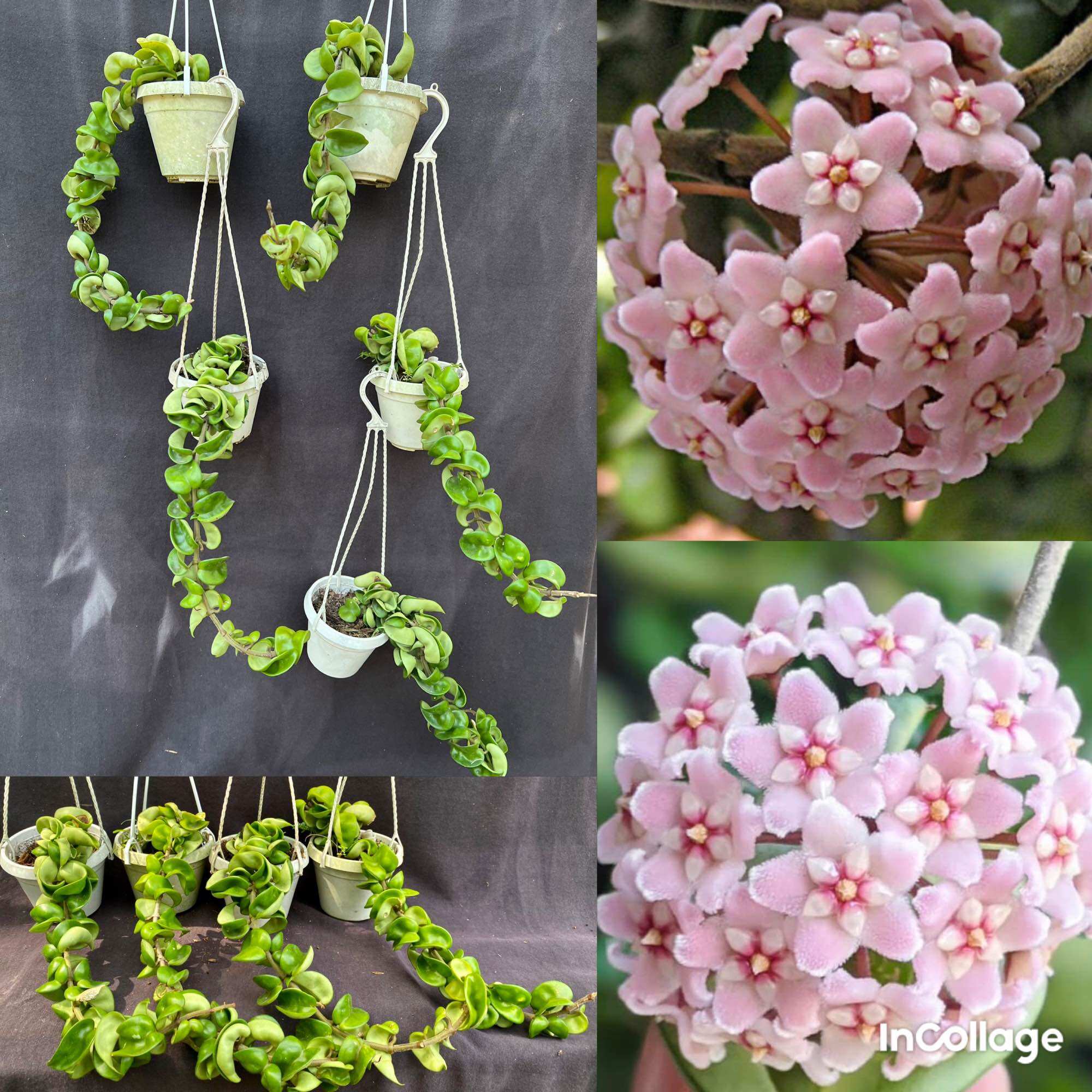 Hoa Cẩm cù Hoya compacta xoắn size 02 25-35cm như hình, lá và hoa rất đẹp