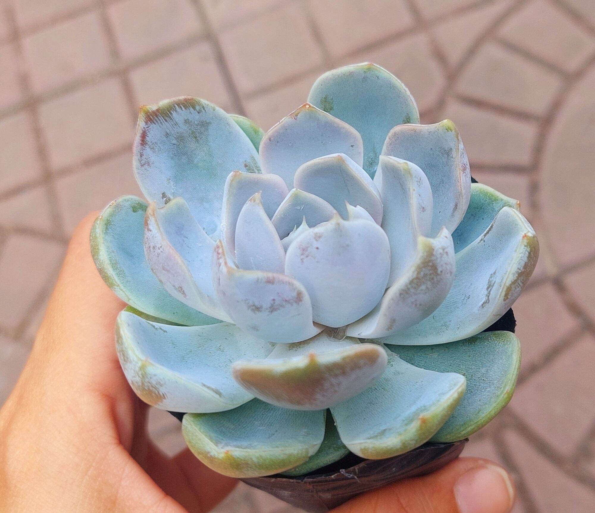 Sen đá phấn trắng size bầu