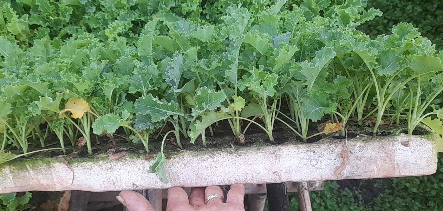 Combo 10 cây kale s