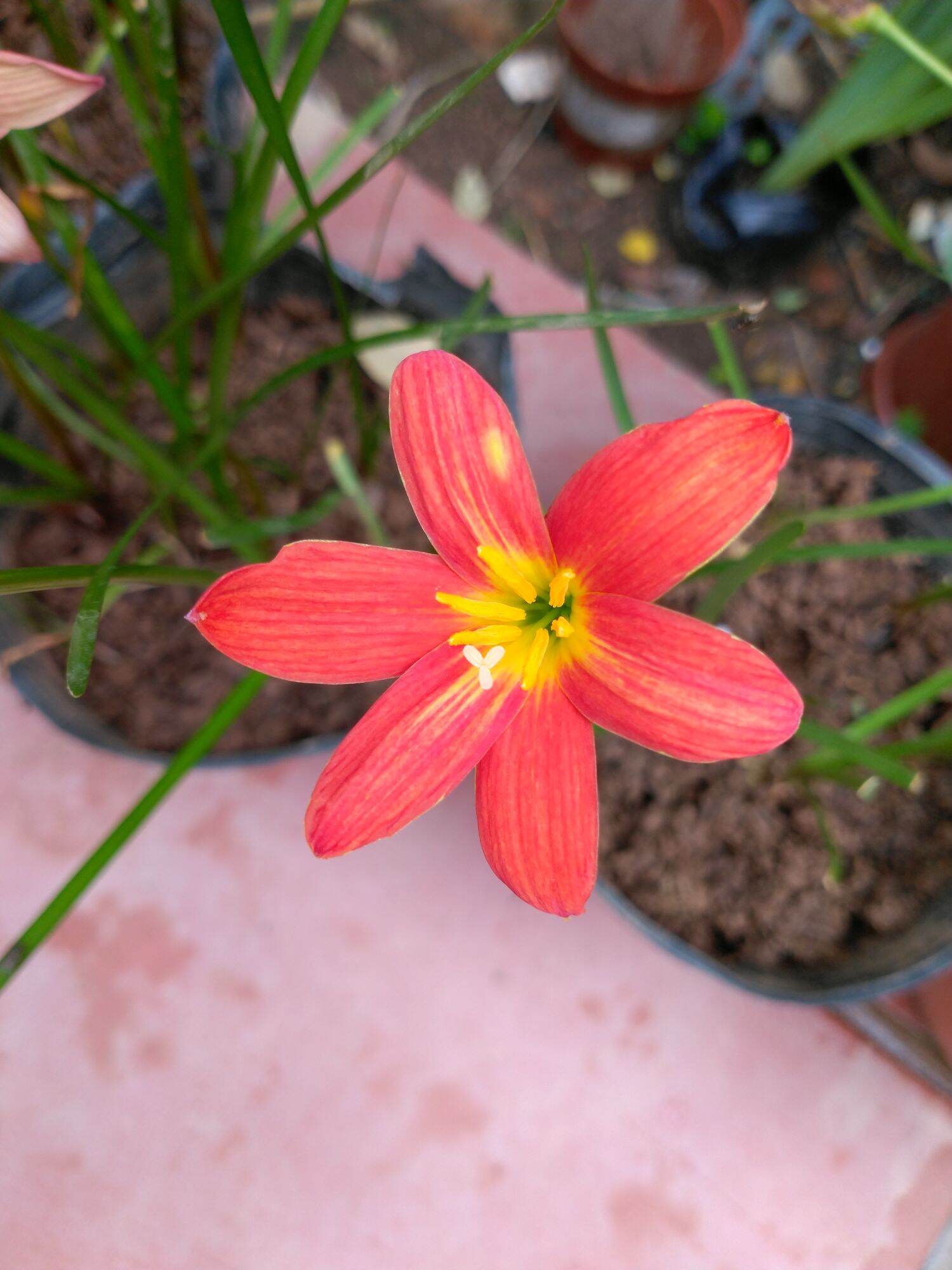 Củ huệ mưa ngoại Dop