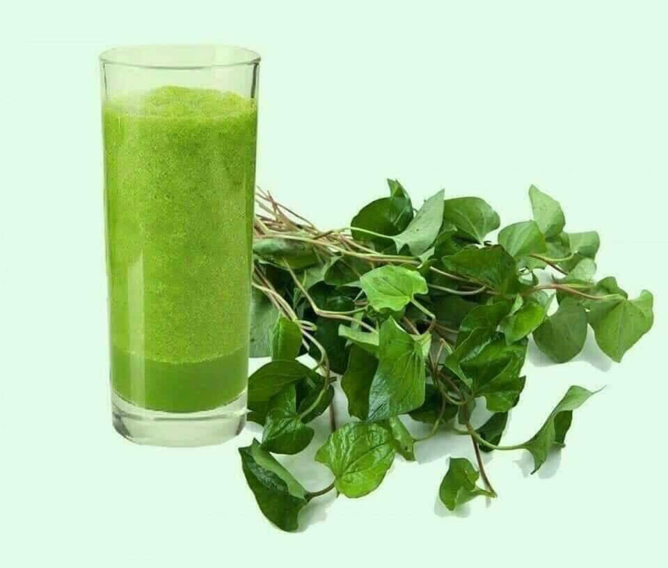 Bột diếp cá sấy lạnh hũ 500 gram