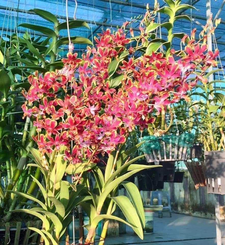 Hoa lan denro chớp bịp trưởng thành sắp hoa